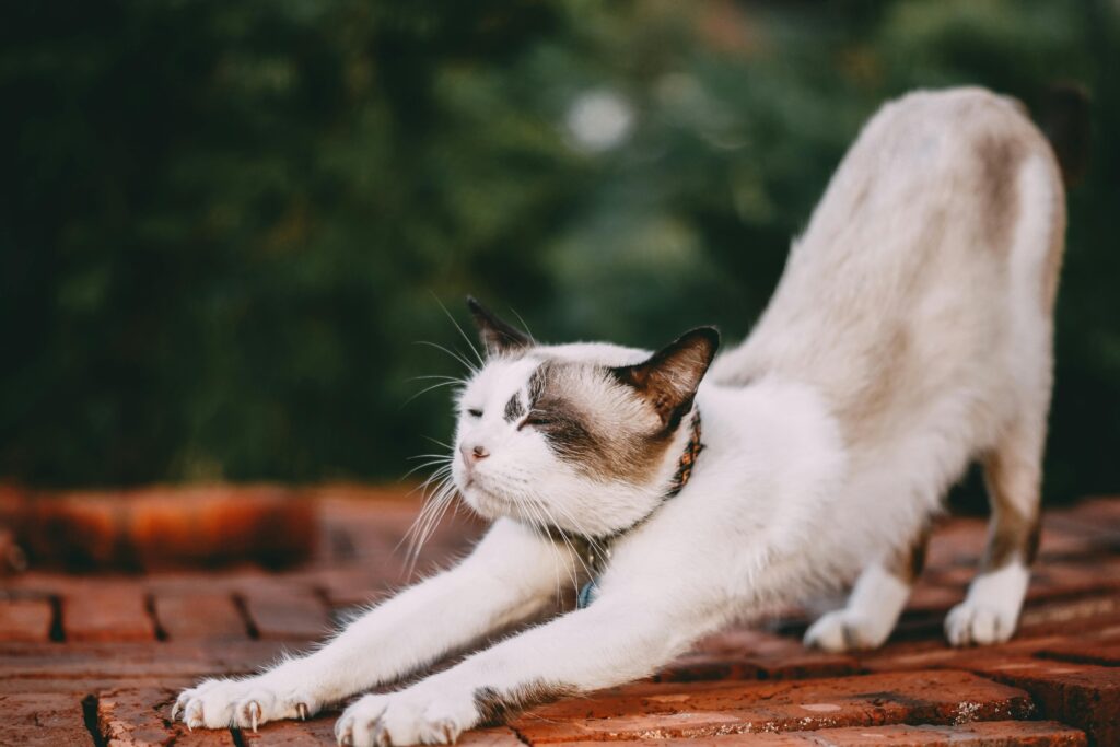 A white Siamese cat wearing a collar stretches out with its eyes closed on a terracotta floor.